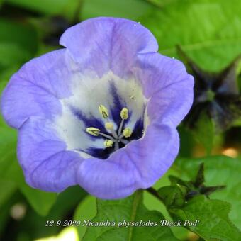 Nicandra physalodes 'Black Pod'