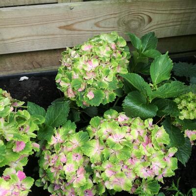 Hydrangea macrophylla MAGICAL 'Spotlight Pink' - 