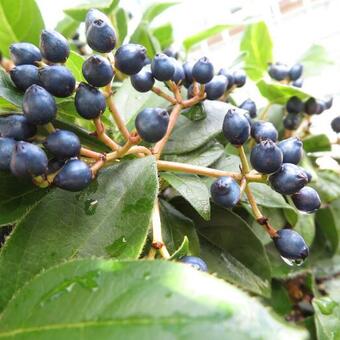 Viburnum tinus