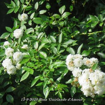 Rosa 'Guirlande d'Amour'