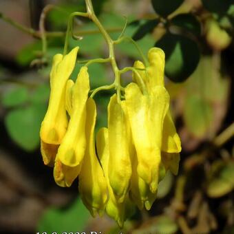 Dicentra macrocapnos