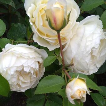 Rosa 'Fisser Jolandia'