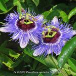 Passiflora caerulea 'Silly Cow' - 