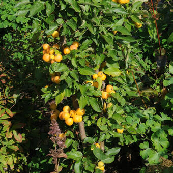 Malus 'Golden Hornet'