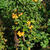 Malus 'Golden Hornet'