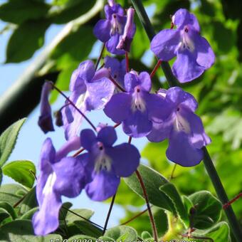 Streptocarpus saxorum