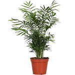 Chamaedorea elegans - 