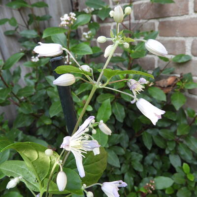 Clematis heracleifolia 'Marinka' - 