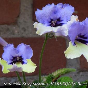 Streptocarpus 'HARLEQUIN Blue'