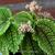 Pilea involucrata