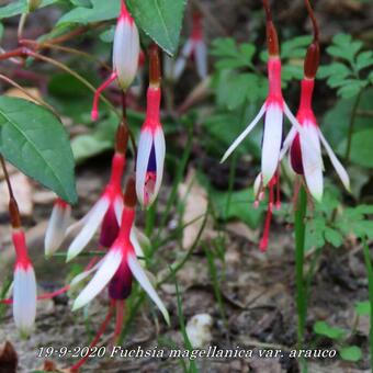 Fuchsia magellanica var. arauco