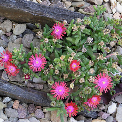 Drosanthemum hispidum - 