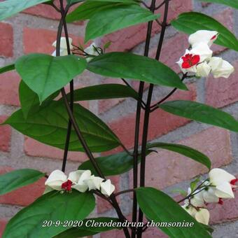 Clerodendrum thomsoniae