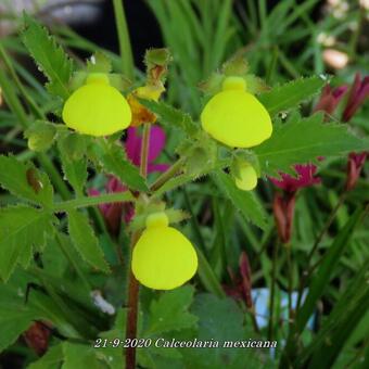 Calceolaria mexicana