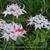 Pelargonium x hortorum 'Vectis Glitter' (stellartype)