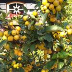 Malus 'Golden Hornet' - 