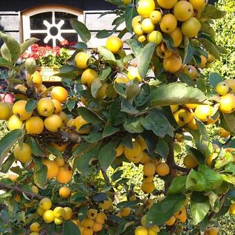 Malus 'Golden Hornet'