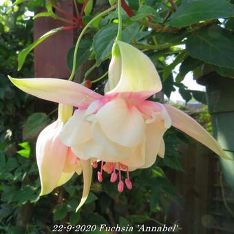 Fuchsia 'Annabel'