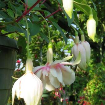 Fuchsia 'Annabel'