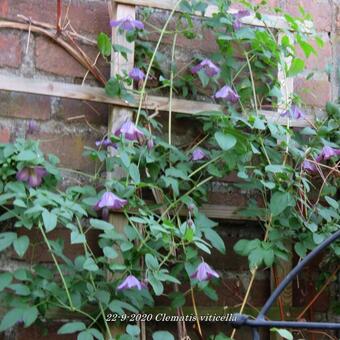 Clematis viticella