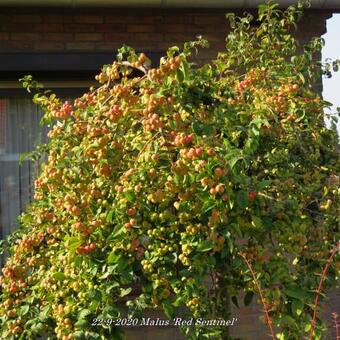 Malus 'Red Sentinel'