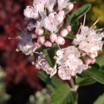 Caryopteris x clandonensis 'Stephi'