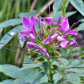 Cleome hassleriana 'Rose Queen'