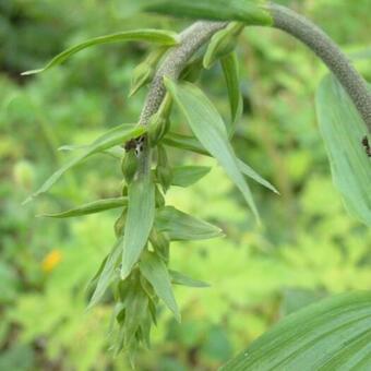 Epipactis helleborine