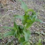 Epipactis helleborine - Breitblättrige Stendelwurz