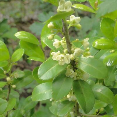 Ilex crenata 'Caroline Upright' - Ilex crenata 'Caroline Upright'