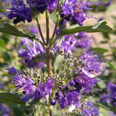 Caryopteris x clandonensis 'Grand Bleu' - Caryopteris x clandonensis 'Grand Bleu'