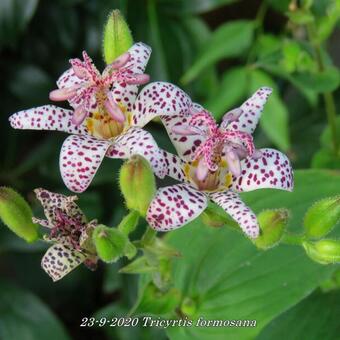 Tricyrtis formosana