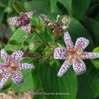 Tricyrtis formosana