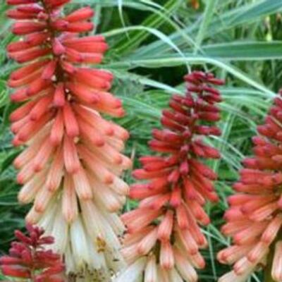 Kniphofia 'Orange Vanilla POPSICLE' - Kniphofia 'Orange Vanilla POPSICLE'