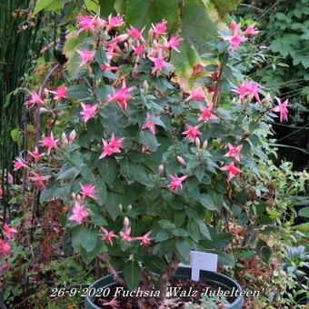 Fuchsia 'Walz Jubelteen'