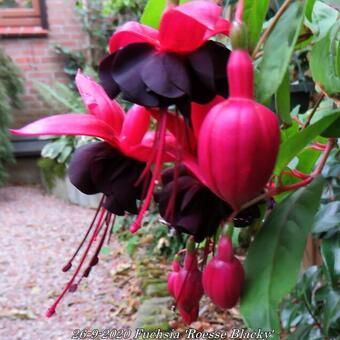 Fuchsia 'Roesse Blacky'