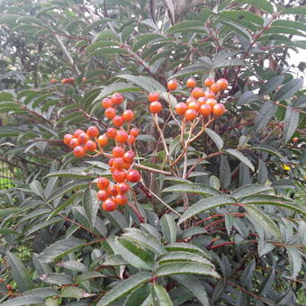 Sorbus commixta 'Carmencita'