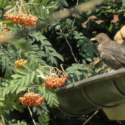 SORBIER DES OISELEURS, SOBIER DES OISEAUX,  SORBIER DES GRIVES - Sorbus aucuparia