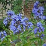 Caryopteris x clandonensis 'Blue Fountain' - Caryopteris x clandonensis 'Blue Fountain'