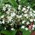 Deutzia setchuenensis 'Magical Silver Star