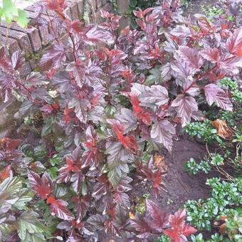 Physocarpus opulifolius 'Little Angel'