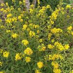 Solidago leiocarpa - Solidago leiocarp