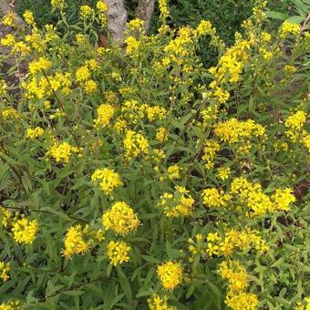 Solidago leiocarpa