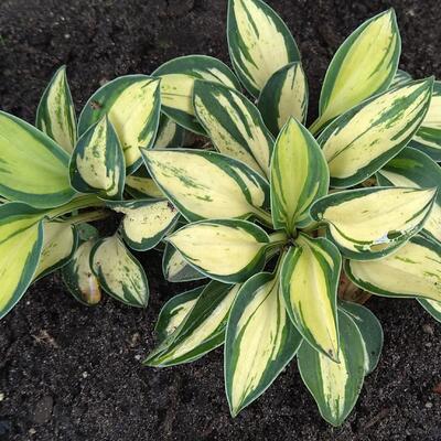 Hosta 'Desert Mouse' - 