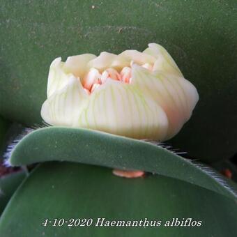 Haemanthus albiflos