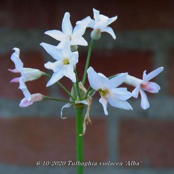 Tulbaghia violacea 'Alba'