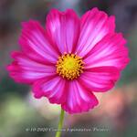 Cosmos bipinnatus 'Picotée' - 