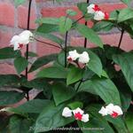 Clerodendrum thomsoniae - Clérodendron grimpant