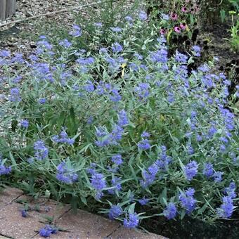 Caryopteris x clandonensis 'Worcester Gold'