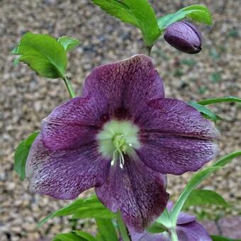 Helleborus orientalis 'VIV Victoria'